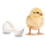 卵殻膜(※)とは<br>卵殻の内側にある白く薄い膜のこと。<br><br>※イメージ<br>※加水分解卵殻膜(保湿成分)