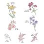 カラーC(あきの七草｝花言葉に想いをこめて