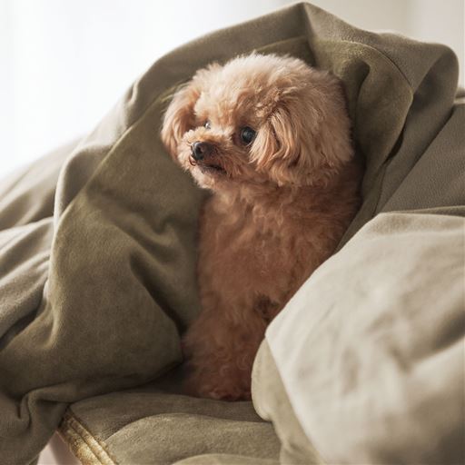 ブラウン・ベージュ<br>お布団が気持ちよすぎて出られないワン…。