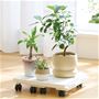 重さのある観葉植物や家電、すき間収納もキャスター移動でラクに。