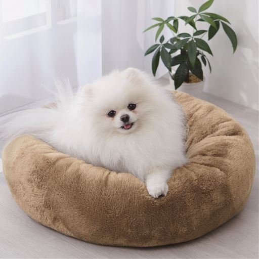 小型のワンちゃんに