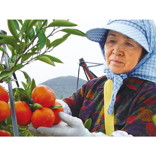 1つ1つ丁寧に育てています。