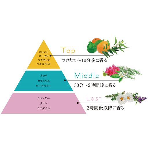 時間とともに変化する、表情豊かな香りのピラミッド ※一般的に、それぞれの香料の持つ特性によって、 香りの立ち始める時間が変わります。