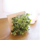 アーティフィシャルグリーン　プレリエ