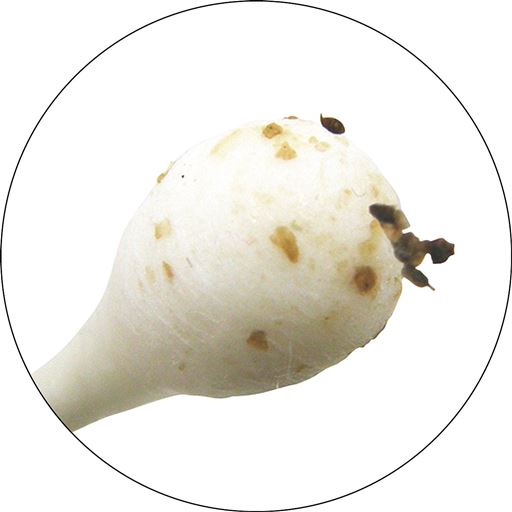 ごっそり<br>※イメージ