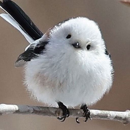 雪の妖精とも呼ばれる、真っ白でふわふわの可愛らしい小鳥「シマエナガ」は北海道に生息しているよ♪