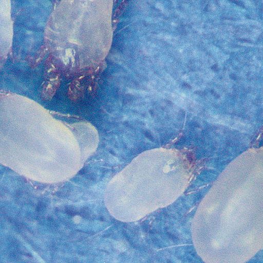 布団や枕にもダニがいっぱい!