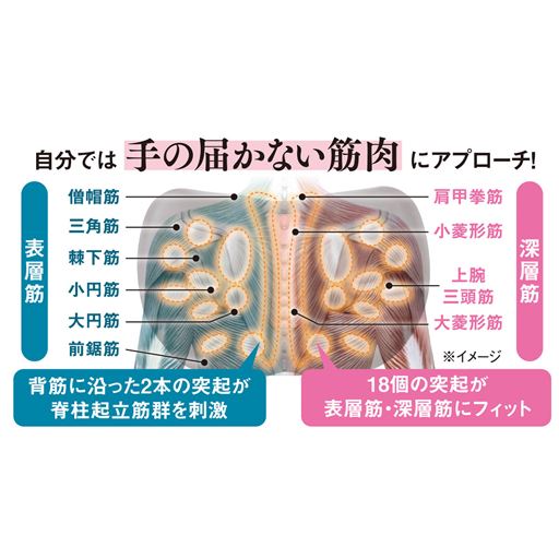 自分では 手の届かない筋肉 にアプローチ!