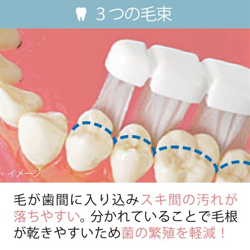 毛が歯間に入り込み、すき間汚れが落ちやすい。さらに毛束が分かれていることで毛根が乾きやすい!