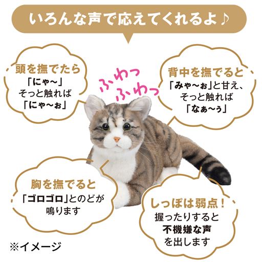 頭や背中を撫でると、かわいらしい鳴き声でこたえてくれます。<br>D(キジトラ)