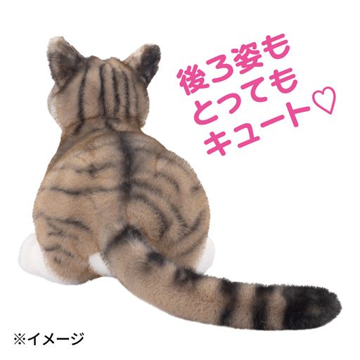 後ろ姿 <br>D(キジトラ)