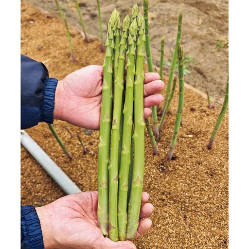 全長30cm前後のものをお届けします。