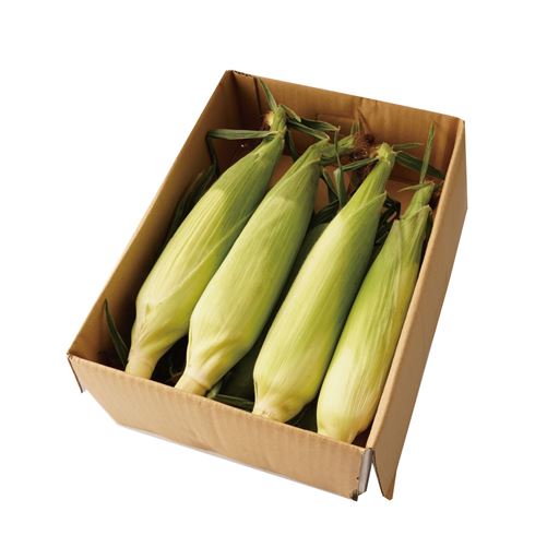準備数500セット 約6本～10本(L～2Lサイズ) ※収穫された農作物が当社の品質基準に満たない場合は、注文をお断りさせていただく場合がございます。