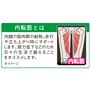 内転筋とは?
