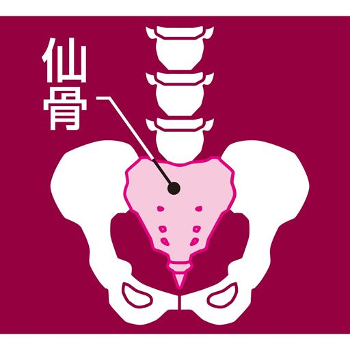 仙骨とは…<br>骨盤の中心にあって、背骨を支える土台の骨です。 <br>※イメージ