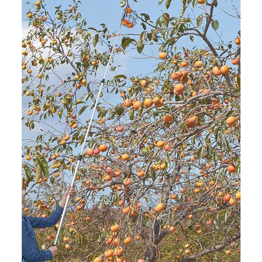 最長約2.6mまで伸びるので、高い枝になっている柿にも届きます。