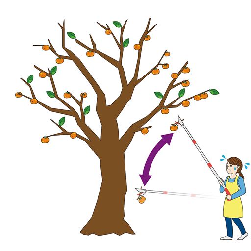 今までは1個づつの収穫で手間がかかっていました。