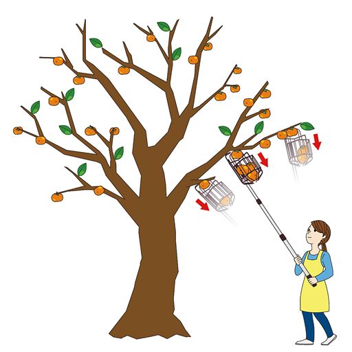 本品を使用すれば、一気に収穫が可能です。