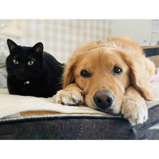 カーペットなどに入り込んだ髪の毛やペットの抜け毛などもサッと掃きとれます。