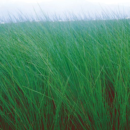 熊本・八代で栽培されるい草は、清らかな水と豊かな土壌に恵まれた環境で育ちます。植え付けに適した成長のよい苗を手作業で選別。丈夫で長くお使いいただけます。