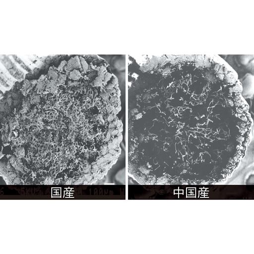国産のい草は、中国産のものに比べて中の繊維がしっかりと詰まっており、弾力性に優れています。表皮が厚く丈夫なのでクズが出にくく、耐久性が高い点も特徴です。