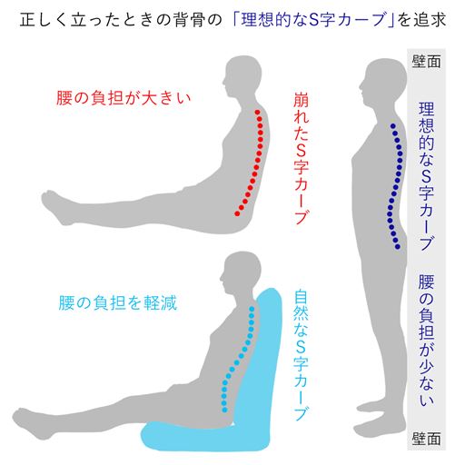 正しく立ったときの背骨の理想的なS字カーブを追求しました。