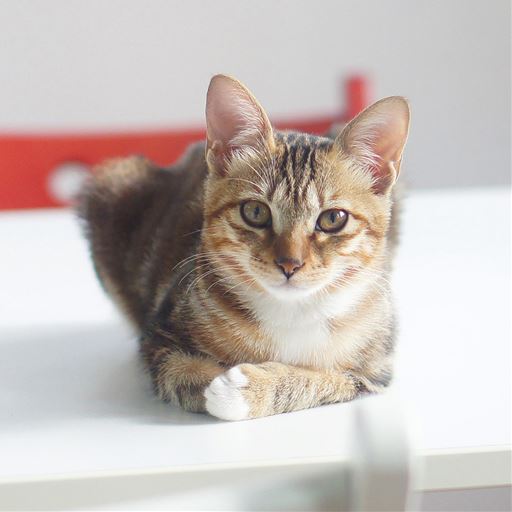 名前も16通り。