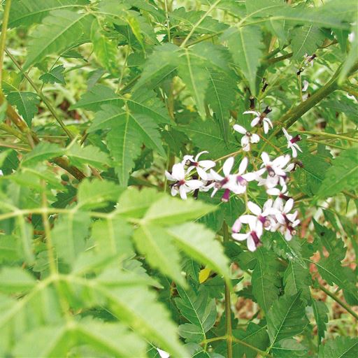 ニームって何? イナゴの大群が来襲した際、ニームの畑だけは寄り付かなかったと言われています。インドではミラクルニームと呼ばれる不思議な樹です。