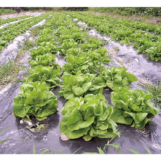 野菜もトマトも無農薬でも虫も喰わず、土も活性化されて大きく甘く育っています。