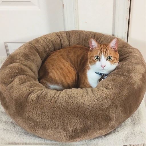 猫ちゃんに