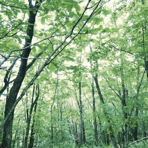 日本の一般的な天然水に比べて南阿蘇の天然水はカリウム・マグネシウム・カルシウム・バナジウムなどの必須ミネラルがバランスよく含まれています。※メーカー調べ