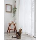 猫と暮らす消臭レースカーテン