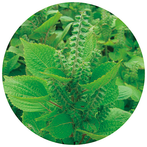 エゴマ<br>※イメージ