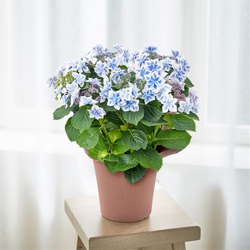 甘いコンペイトウのような白い縁どりに淡いブルーの花色。爽やかなブルーのあじさいです。