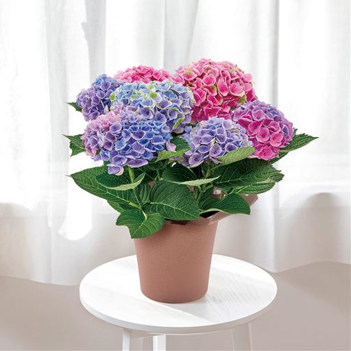 一つの花の中で淡いブルーからピンクが入り混じったグラデーションカラーになる不思議なあじさい。