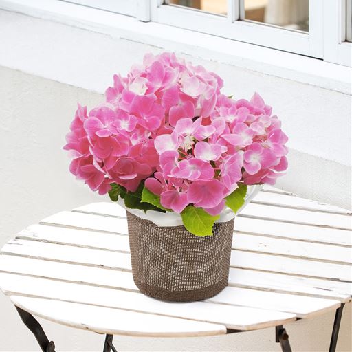 華やかな色合いのピンクのアジサイ。