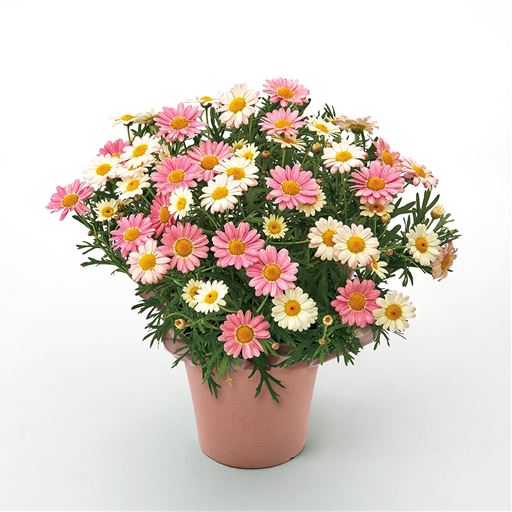 ピンク&ホワイトの色合いが素敵なマーガレット。