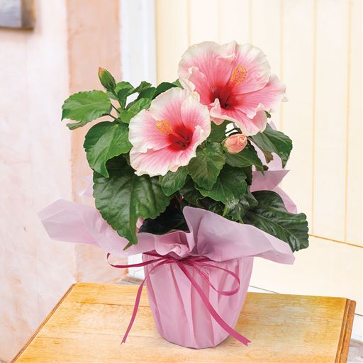 名前の通り、通常のハイビスカスよりも花持ちよく改良された品種です。