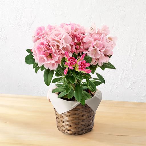 手毬のように満開に咲いたシャクナゲは春の花木の宝石と称えられます。