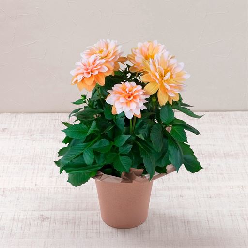 オレンジとホワイトのバイカラーが華やかな人気の品種、ダリア ラベラ・グランデ(キャラメル)。