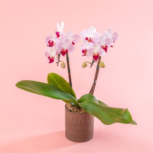 「小さな宝石」という意味のリトルジェム。