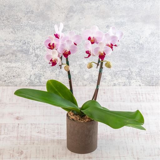 ピンクがかった花びらにうっすらとストライプが入っています。