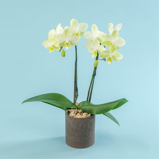 イエローカラーのミディ胡蝶蘭。