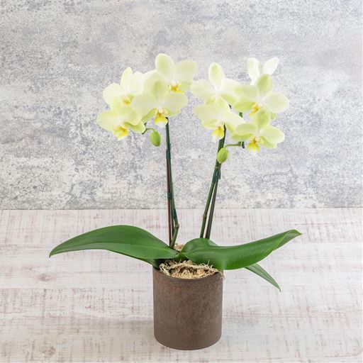 いつも通りの贈り物では物足りない!というおしゃれなお母さんにおすすめです。