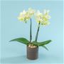 イエローカラーのミディ胡蝶蘭。