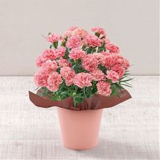 【母の日】カーネーション「ノウル」