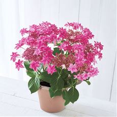 【母の日】あじさい「桜花乱舞」