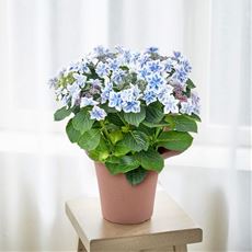 【母の日】あじさい「コンペイトウ」ブルー