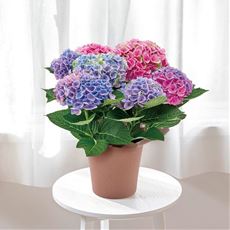 母の日:あじさいマジカルエボリューションオーロラ