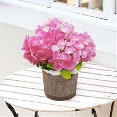 【母の日】あじさい ピンク4号